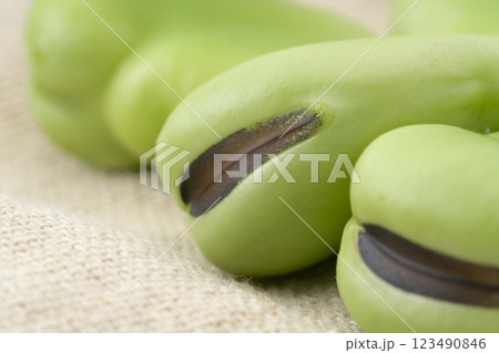 ソラマメの実のクローズアップ 123490846