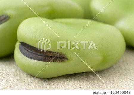 ソラマメの実のクローズアップ ソラマメの実のクローズアップ 123490848