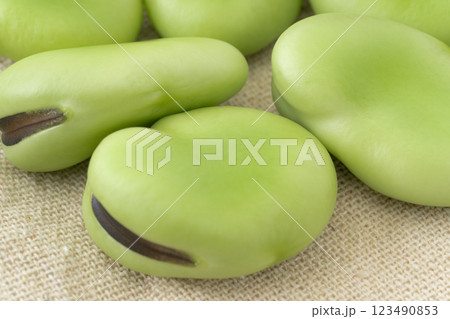 ソラマメの実のクローズアップ ソラマメの実のクローズアップ 123490853