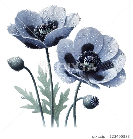 blue poppy flowers  123490888
