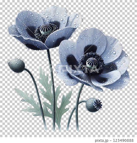 blue poppy flowers  123490888