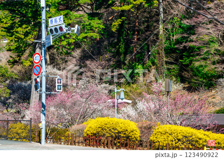 静岡県熱海市 熱海梅園 入場門 早咲きの梅 静岡県熱海市 熱海梅園 入場門 早咲きの梅 123490922