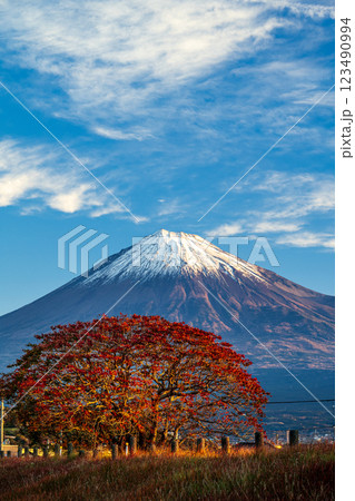 雁堤からのハゼノキの紅葉と富士山 雁堤からのハゼノキの紅葉と富士山 123490994