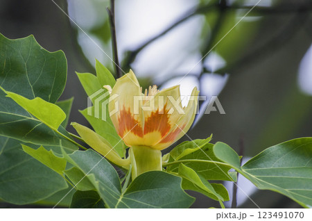 初夏のユリの木の大木に咲く百合樹の花 123491070