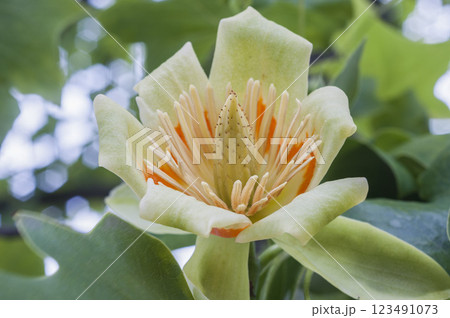 初夏のユリの木の大木に咲く百合樹の花 初夏のユリの木の大木に咲く百合樹の花 123491073