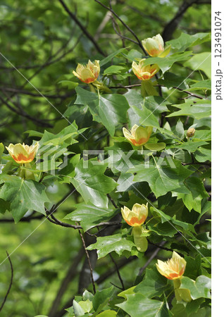 初夏のユリの木の大木に咲く百合樹の花 初夏のユリの木の大木に咲く百合樹の花 123491074