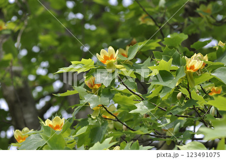 初夏のユリの木の大木に咲く百合樹の花 初夏のユリの木の大木に咲く百合樹の花 123491075