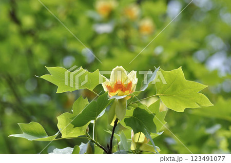 初夏のユリの木の大木に咲く百合樹の花 123491077