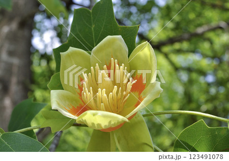 初夏のユリの木の大木に咲く百合樹の花 123491078