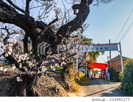 青空に映える白梅　みなべ町南部梅林　2025 123491177