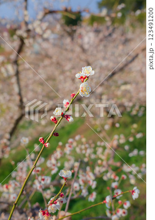 青空に映える白梅　みなべ町南部梅林　2025 123491200