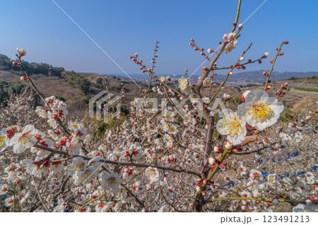 青空に映える白梅　みなべ町南部梅林　2025 123491213