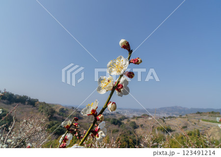 青空に映える白梅 みなべ町南部梅林 2025 青空に映える白梅 みなべ町南部梅林 2025 123491214