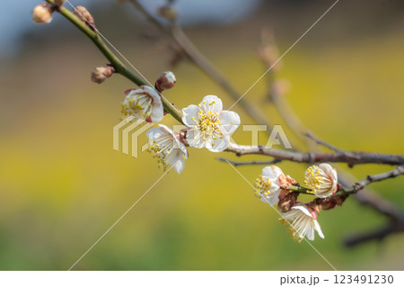 青空に映える白梅　みなべ町南部梅林　2025 123491230