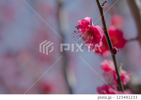 青空に映える白梅　みなべ町南部梅林　2025 123491233