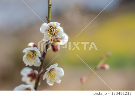 青空に映える白梅　みなべ町南部梅林　2025 123491235