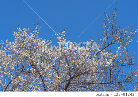 青空に映える白梅　みなべ町南部梅林　2025 123491242