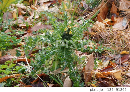 オニノゲシの蕾・2025年1月 123491263