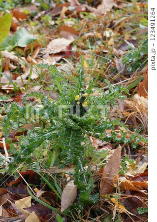 オニノゲシの蕾・2025年1月 オニノゲシの蕾・2025年1月 123491264