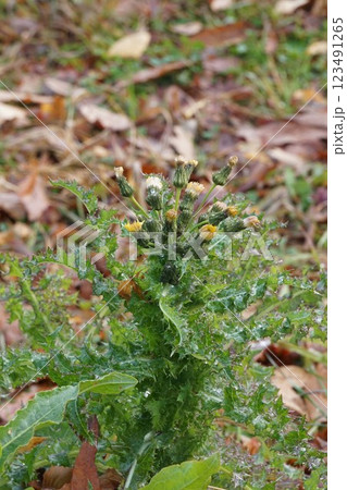 オニノゲシの蕾・2025年1月 123491265