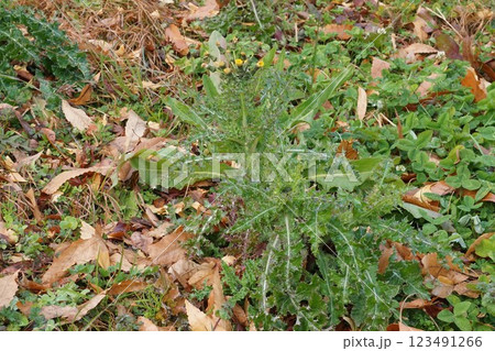 オニノゲシの蕾・2025年1月 123491266