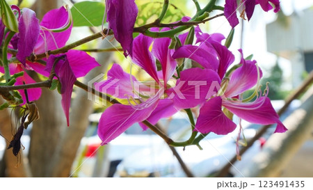 Beautiful purple Butterfly Tree flower 123491435