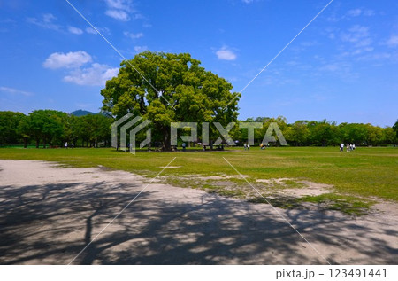 緑の広場と大樹の木陰 123491441