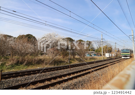 冬の埼玉県蓮田市付近を走行するJRのE233系電車と沿線の梅の花の様子 冬の埼玉県蓮田市付近を走行するJRのE233系電車と沿線の梅の花の様子 123491442
