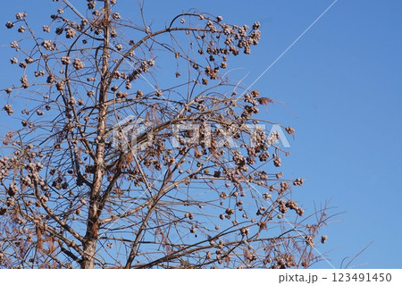 ラクウショウの実・2025年1月 ラクウショウの実・2025年1月 123491450