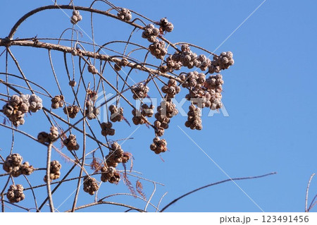 ラクウショウの実・2025年1月 ラクウショウの実・2025年1月 123491456