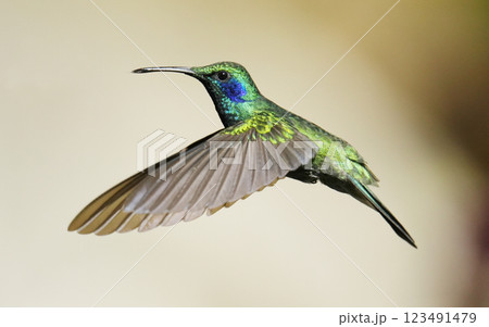 ミドリハチドリ 123491479