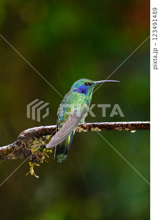 ミドリハチドリ 123491489