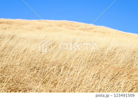青空と一面の広がる草原　阿蘇の風景 123491509