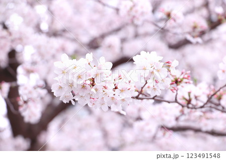 さくらの花 123491548