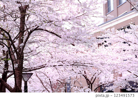 さくらの花 さくらの花 123491573