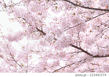 さくらの花 さくらの花 123491574