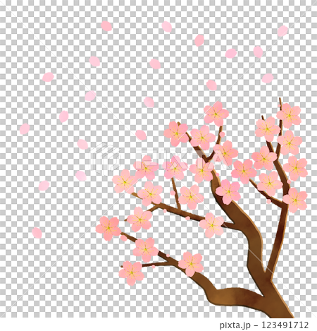 櫻桃分支和花瓣 123491712