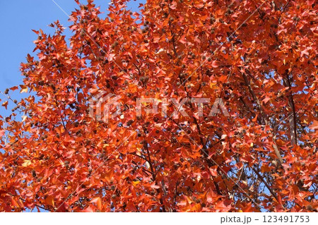 タイワンフウの紅葉と熟れた実・2025年1月　 123491753