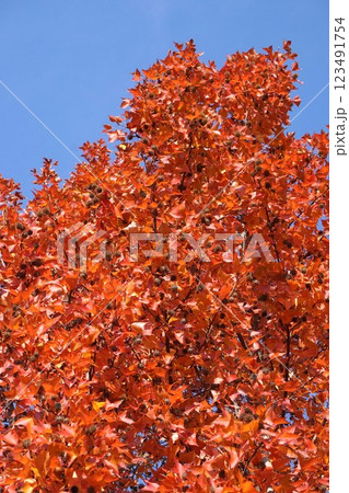 タイワンフウの紅葉と熟れた実・2025年1月　 123491754