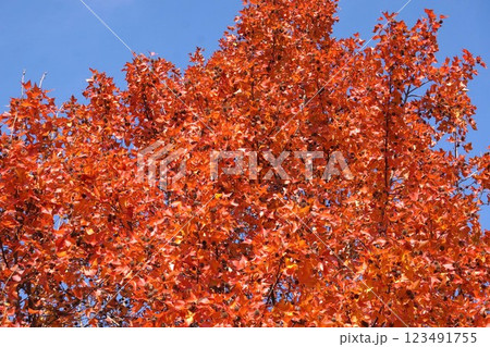 タイワンフウの紅葉と熟れた実・2025年1月　 123491755