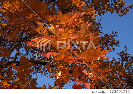 タイワンフウの紅葉と熟れた実・2025年1月　 123491756