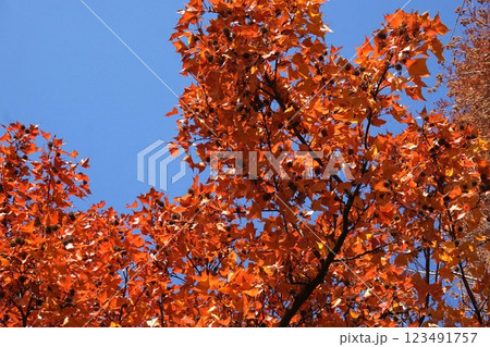 タイワンフウの紅葉と熟れた実・2025年1月　 123491757