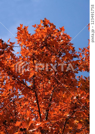 タイワンフウの紅葉と熟れた実・2025年1月 タイワンフウの紅葉と熟れた実・2025年1月 123491758
