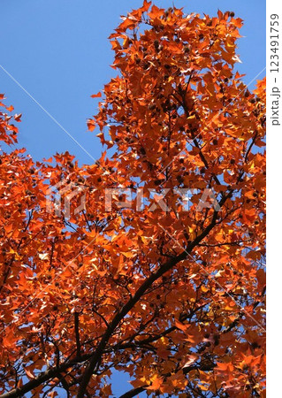 タイワンフウの紅葉と熟れた実・2025年1月 タイワンフウの紅葉と熟れた実・2025年1月 123491759