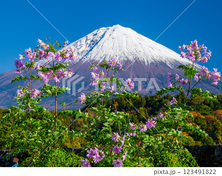 咲き誇る皇帝ダリアと富士山 123491822