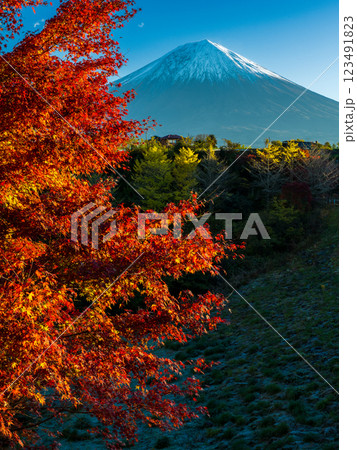 朝日射す大倉ダムの紅葉と富士山 朝日射す大倉ダムの紅葉と富士山 123491823