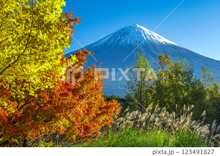 秋の銀杏とモミジに富士山 123491827