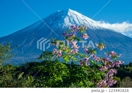 皇帝ダリアと富士山 123491828