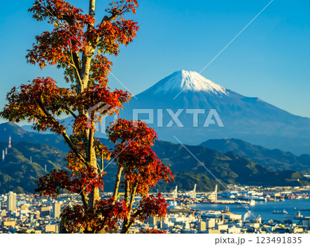 日本平の紅葉と富士山 123491835