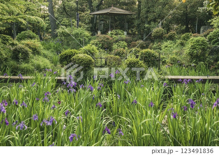 知立市、八橋かきつばた園に咲く満開のかきつばた 123491836